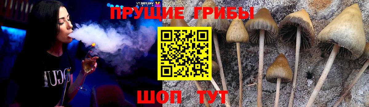 где купить   Псилоцибиновые грибы ЛСД  Вход с VPN  Курганинск 